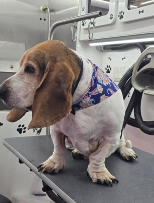 Dog being groomed inside the mobile van